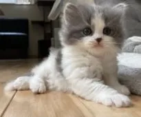 スコティッシュフォールド(立ち耳)【愛知県・男の子・2021年9月20日・ブルー&ホワイト】の写真5「おっとり君です🥰」