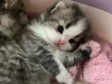 スコティッシュフォールド(折れ耳)【愛知県・男の子・2019年7月9日・ブラックスモーク&ホワイト】の写真5「肉球も可愛い僕ちゃんです🥰」