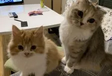 スコティッシュフォールド(立ち耳)【愛知県・女の子・2020年2月4日・レッドタビー&ホワイト】の写真5「親子🥰」