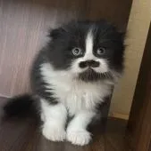 スコティッシュフォールド(折れ耳)【愛知県・男の子・2022年4月25日・ブラック&ホワイト】の写真5「なに考えてるの〜🥰」