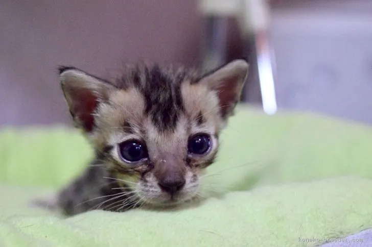 ID：1709-00454の子猫