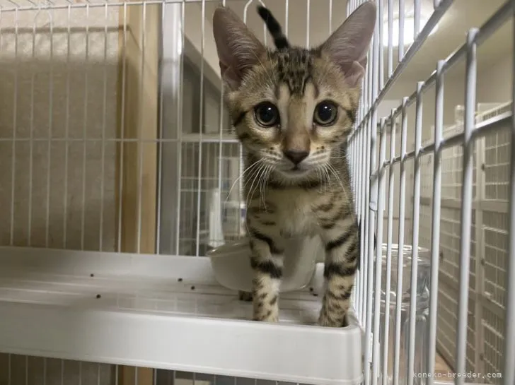 ID：2110-00827の子猫
