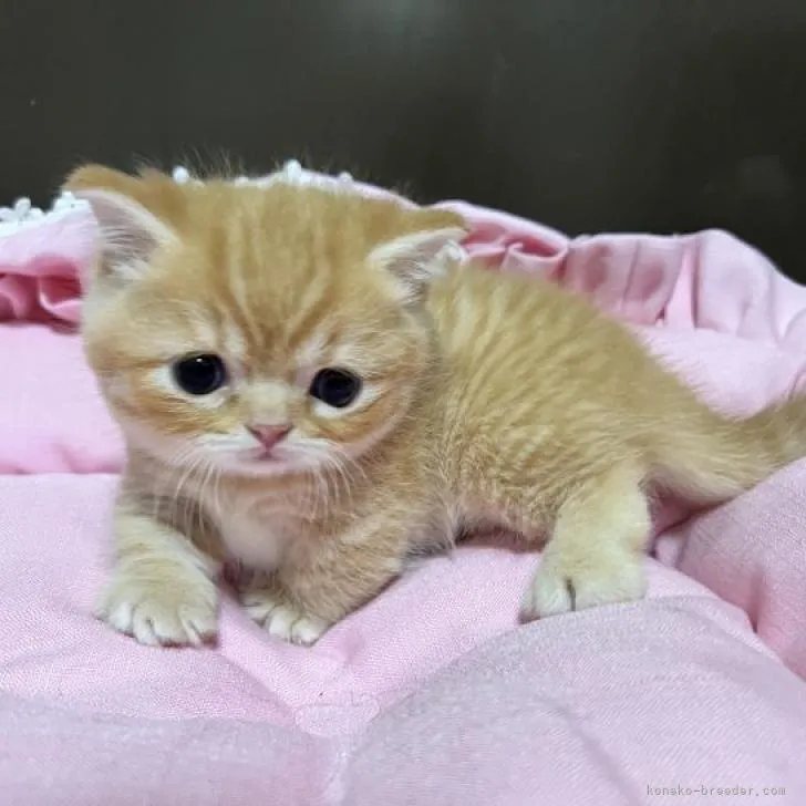 ID：2210-00629の子猫