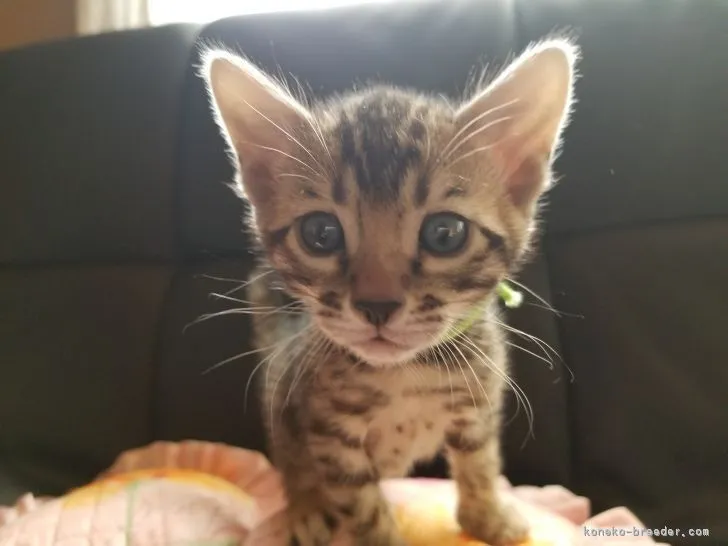 ID:1804-00578の子猫