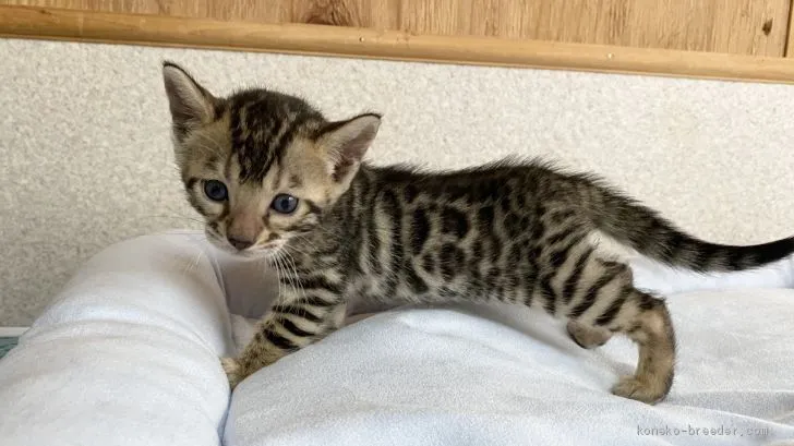 ID:2006-01938の子猫