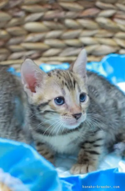 ID：2110-00826の子猫