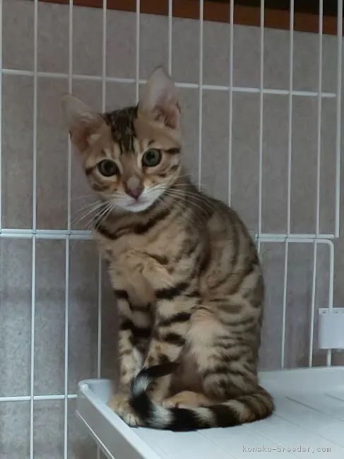 ID：1902-00594の子猫