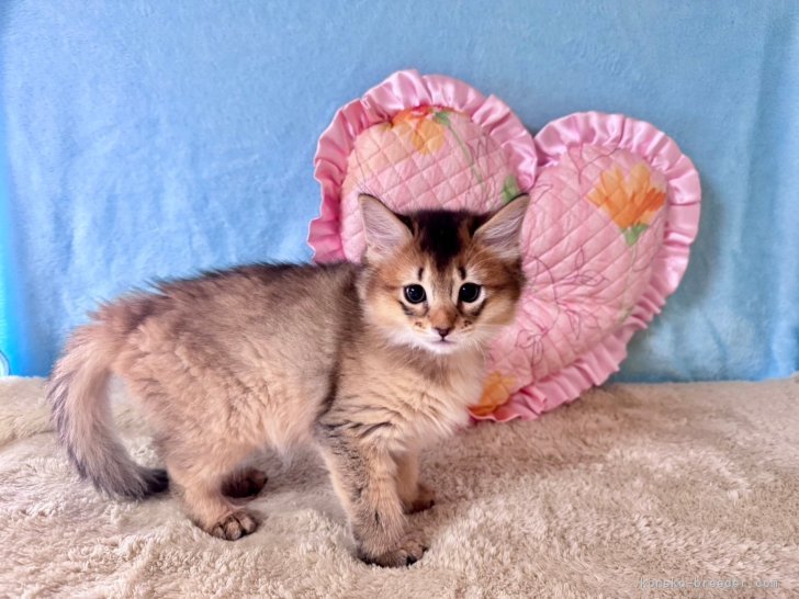 ソマリ【・男の子・2024年10月30日・ルディティックドタビー】