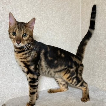 ベンガル【千葉県・男の子・2022年11月15日・ブラックマーブルタビー】の写真「値下げしました✨」