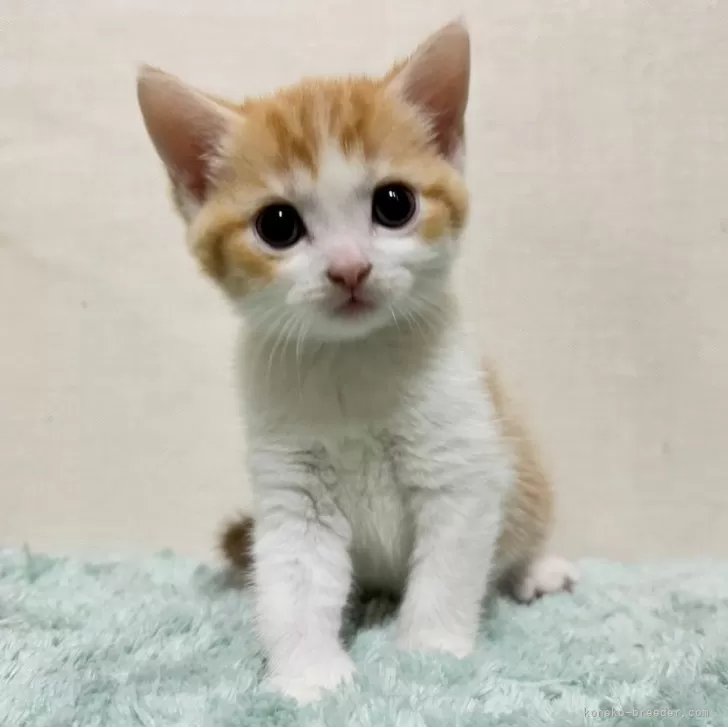 ID：2502-01700の子猫