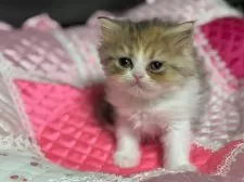 ミヌエット(長足)【千葉県・女の子・2024年12月5日・ダイリュートキャリコ】の写真2