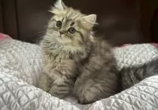 ミヌエット(長足)【千葉県・女の子・2025年12月12日・ブラウンマッカレルタビー&ホワイト】の写真2