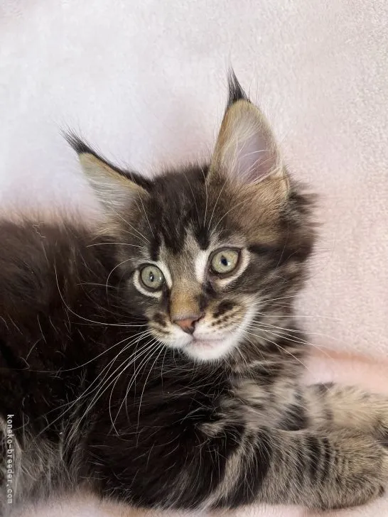 ID：2202-00399の子猫