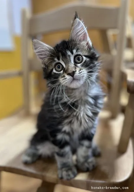 ID：2202-01227の子猫
