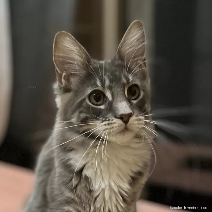 ID：2401-01447の子猫