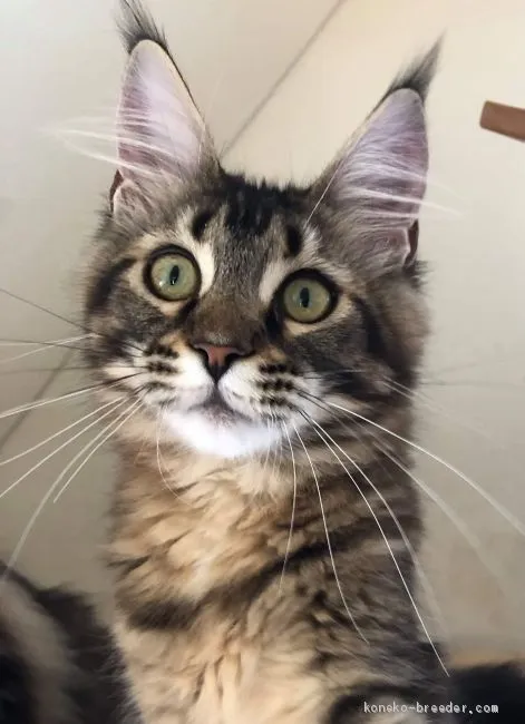 ID：2001-00221の子猫
