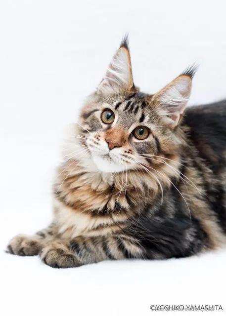 ID：2101-00569の子猫