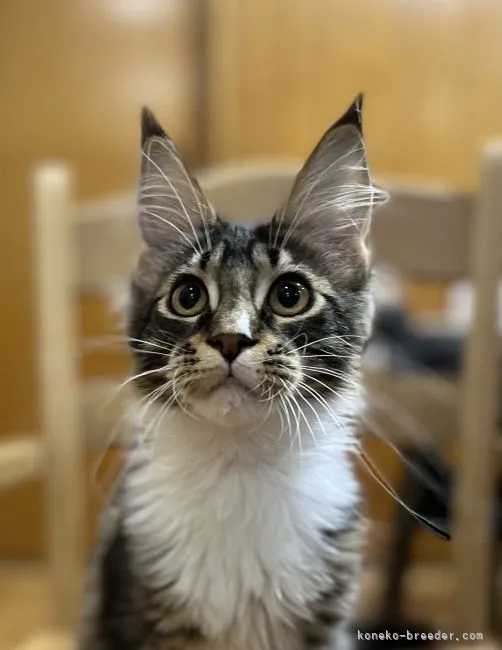 ID：2202-00336の子猫