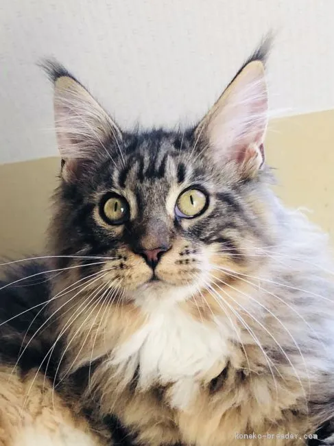 ID：2001-00217の子猫