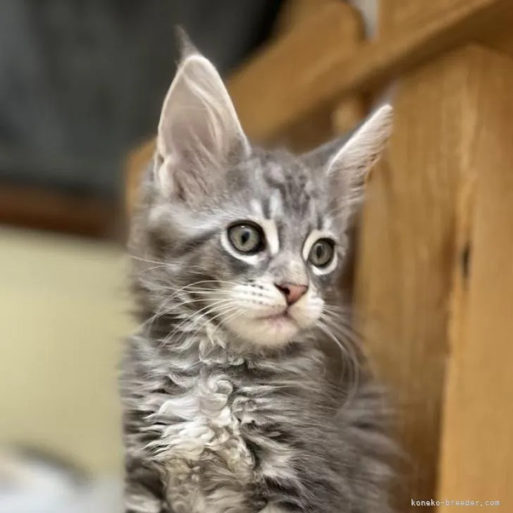 ミカリン 様のお迎えした子猫