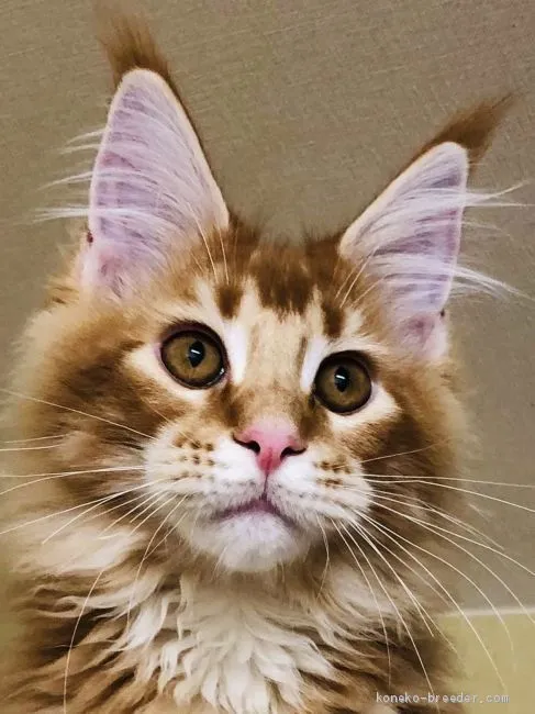 ID：2001-00842の子猫
