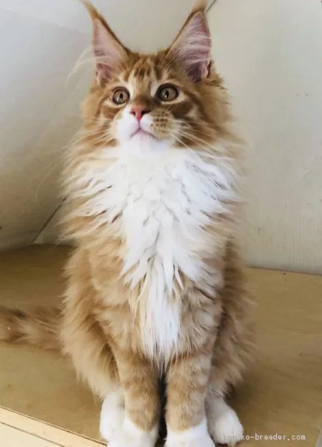 ID：2001-00593の子猫