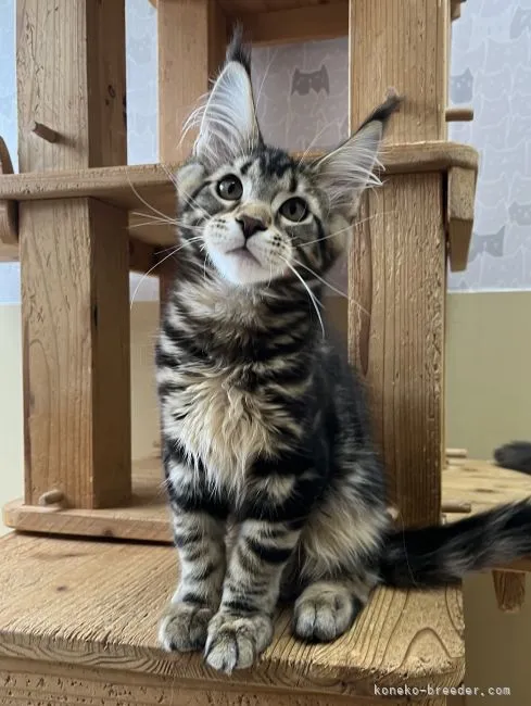 ID：2205-02473の子猫