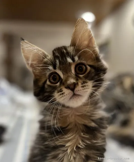 ID：2202-01789の子猫
