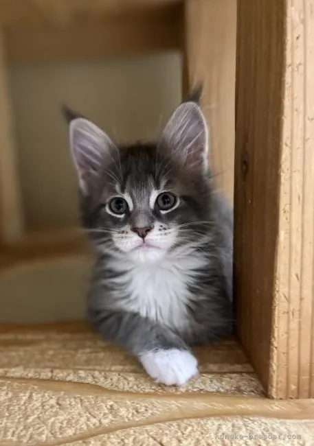 ID：2204-00536の子猫