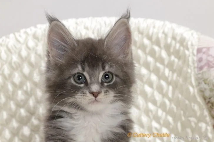 ID：2201-01104の子猫