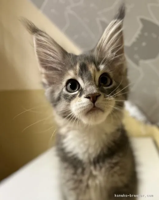 ID:2205-00001の子猫
