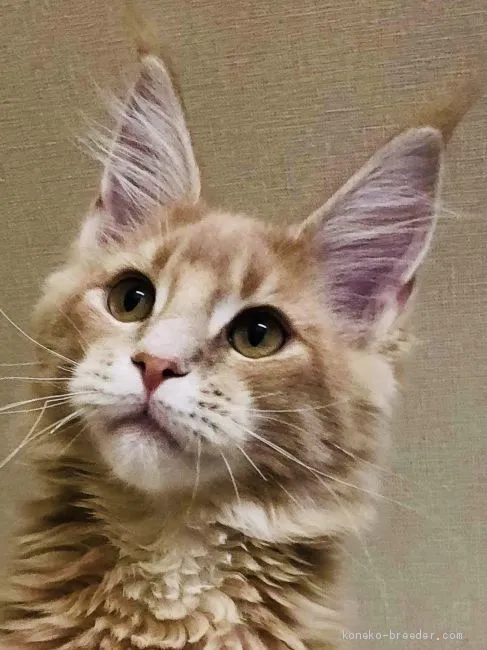 ID：2001-00846の子猫