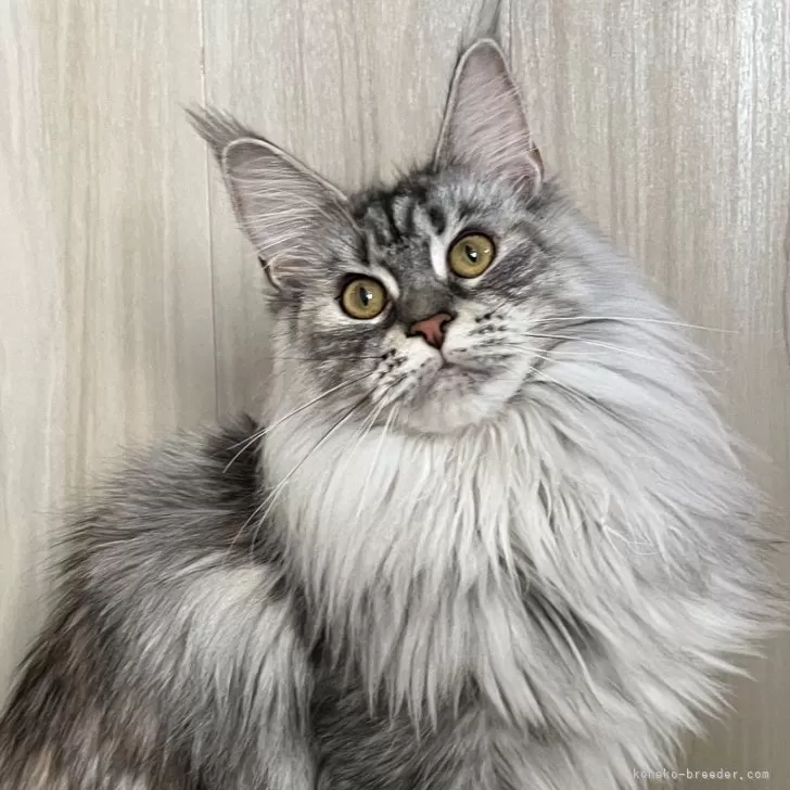 ID：2312-02563の子猫