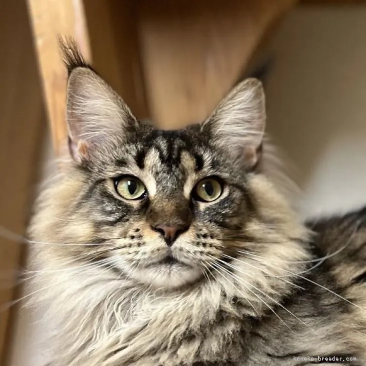 ID：2203-01632の子猫