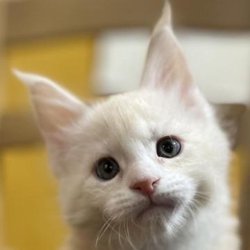 メインクーン【埼玉県・男の子・2023年1月7日・クリームシルバータビー&ホワイト】の写真「優しいカラーの大きな男の子です！」