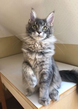 メインクーン【埼玉県・男の子・2019年8月10日・ブルーティックドタビー（やわらかめ）】の写真「素晴らしく大きい子」