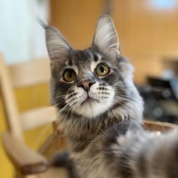 メインクーン【埼玉県・男の子・2022年5月31日・ブルータビー】の写真「とてもハンサムでカッコいいです。」