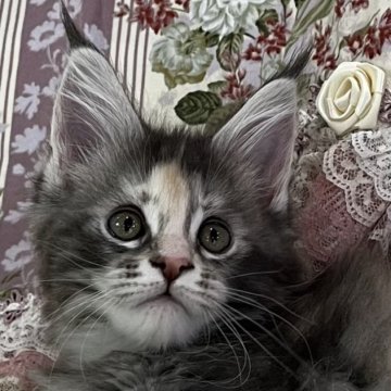 メインクーン【埼玉県・女の子・2023年1月7日・ブルーシルバートービィー】の写真「お顔に入ったクリームの毛色がチャーミングです。」