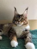 メインクーン【埼玉県・女の子・2019年8月26日・】の写真2