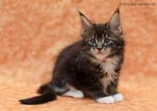 メインクーン【埼玉県・女の子・2021年11月26日・ブラウンタビー&ホワイト】の写真3