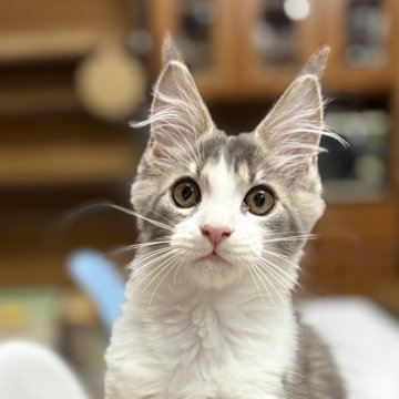 メインクーン【埼玉県・男の子・2025年8月18日・ブルークラシックタビー&ホワイト（しなやかロングヘアー）】の写真「ハイホワイトの貴公子の降臨です ♪」