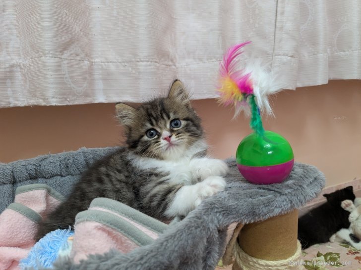 大塚真利子ブリーダーのブログ：コナン君プレイルームで遊んだり猫じゃらしで楽しいね
