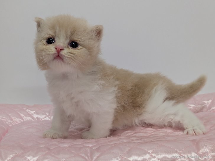 大塚真利子ブリーダーのブログ：かぐや姫ちゃんと桃太郎君の子猫