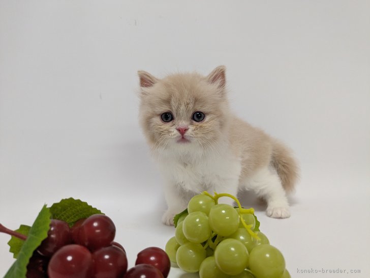 大塚真利子ブリーダーのブログ：くるみちゃん、だいぶ子猫らしくなってきました