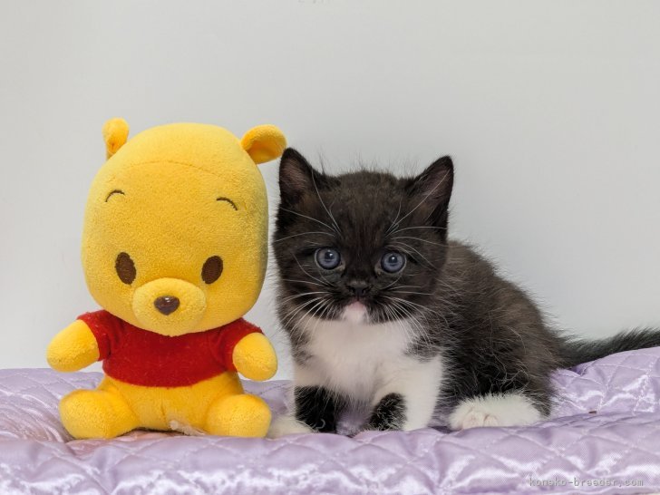 大塚真利子ブリーダーのブログ：クマモン君だいぶ子猫らしくなって体重も550を超えました