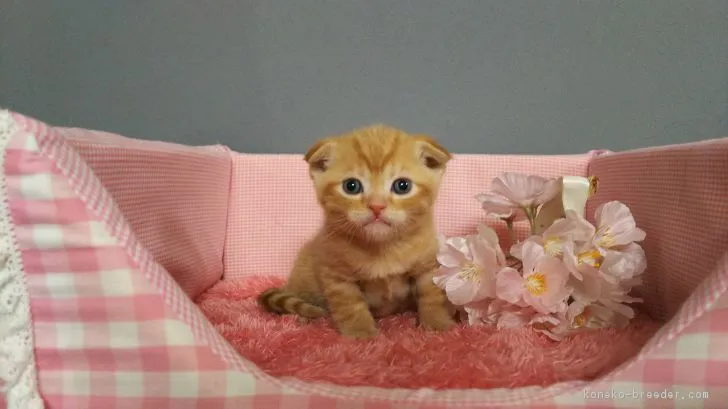 ID：1703-00938の子猫