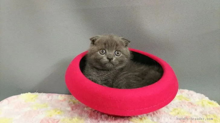 ID：2001-00704の子猫