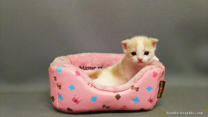 ID:1711-00360の子猫