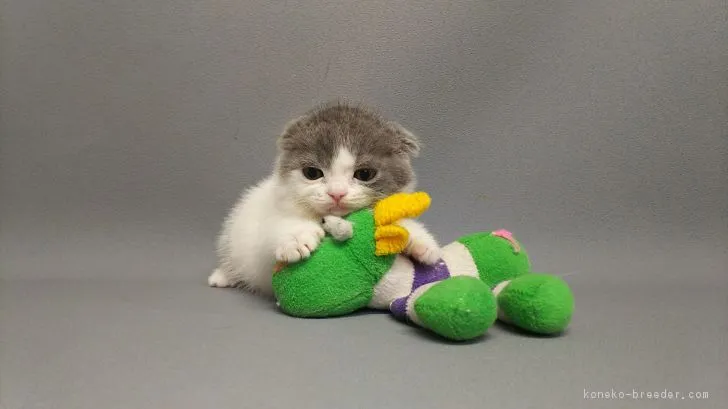 ID:1801-00920の子猫