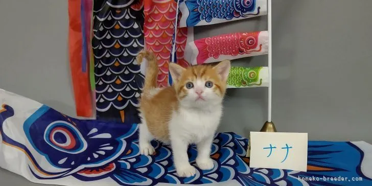 ID：2104-02204の子猫